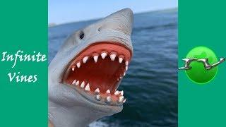 Funniest SHARK PUPPET Vines Compilation And Instagram Videos 2019