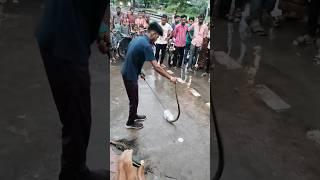 COBRA RESCUE #viralvideos #rescuer #cobra #snake #shorts