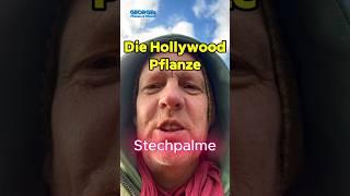 Hollywood Pflanze - Stechpalme. #pflanzen #hollywood #holly #garten