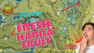 Where to FInd Fresh Harra Fruit | Genshin Impact