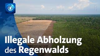 Treffen der Amazonas-Staaten in Brasilien: Regenwald durch illegale Abholzungen bedroht