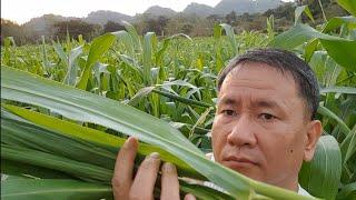 Young Corn Business (planting to repacking)...Paano nga ba?