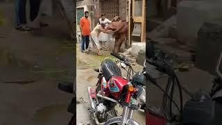 Aik aur #bachra $hisaab chukta krty hue #eidmubarak #eidspecial #viral #qurbanicollection #funny