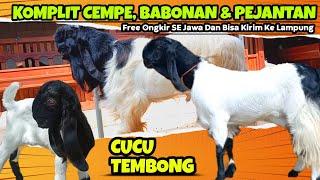 MATERI LUWESAN ‼️ HARGA PEJANTAN KAMBING ETAWA KALIGESING TERBARU