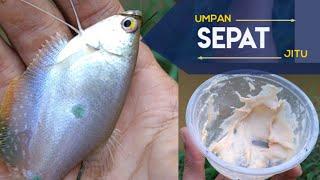 Umpan sepat dijamin gacor, Mancing di rawa