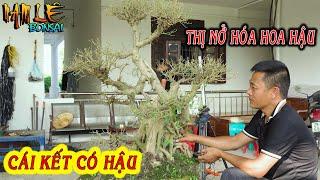 Ca tư duy sáng tạo Nam Lê biến thị nở thành hoa hậu cốt sanh già giúp anh Thủy Hà Nội | NamLe Bonsai