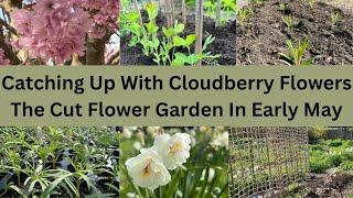 Catching Up With Cloudberry Flowers | The Cut Flower Garden In Early May