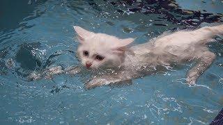 Van cats enjoy swimming in custom-made pools in Turkey