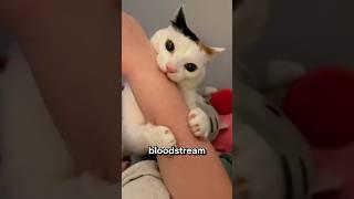 Can Cat Bites Kill You?