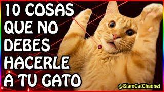 10 Cosas Que No Debes Hacerle a Tu Gato - SiamCatChannel