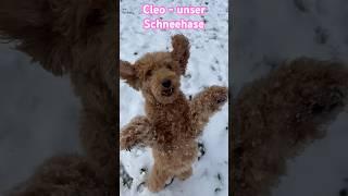 Cleo hüpft wie ein Hase im Schnee #cleo #hund #pudel #winter#schnee