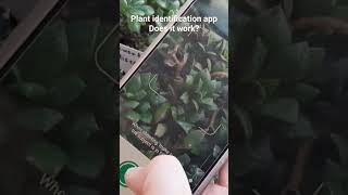 Plant identification app does it work?