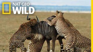 Cheetahs Takedown a Wildebeest | The Way of the Cheetah