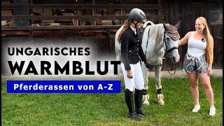 Pferderassen von A-Z | Ungarisches Warmblut - Der Profisportler unter den Pferden