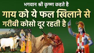 श्री कृष्ण कहते है गाय को रोज ये फल खिलाने से गरीबी कोसो दूर रहती है | Shri krishna Vastu tips