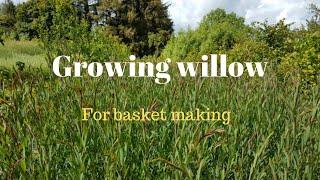 Growing willow for basket making