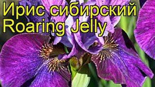 Ирис сибирский Ревущее желе. Краткий обзор, описание характеристик iris sibirica Roaring Jelly