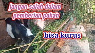 Waktu pemberian pakan yang tepat pada kambing