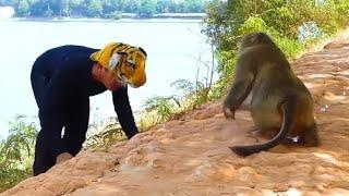 Fake Tiger Prank Monkey What is happening Real Monkey VS Crazy Man || Funny Video #monkeylover 2023