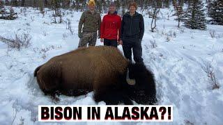 S21Ep8: DIY Farewell Alaska Bison Hunt! Unforgettable!!