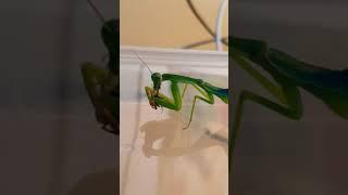 L5 Giant Shield Mantis eating