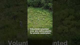 Volunteers planted over 300 native plants for prairie restoration