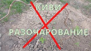 Киви Карпат Стратона не перезимовало Черкасская область, Украина.