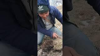 A Nepalese picking Yarsagumba in the high Himalayan region..!!..!! Gobinda Rohan #mountainlifestyle