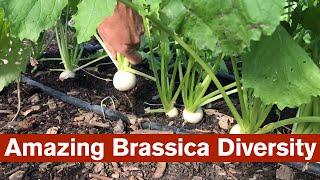 Amazing Brassica Diversity