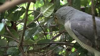 Beate Apfelbeck - Research in Taita Hills, Kenya