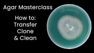 Master AGAR Techniques to Clone Cultures Like a Pro!