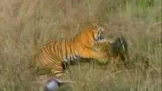 Panthera Tigris: LeoTigris Elite