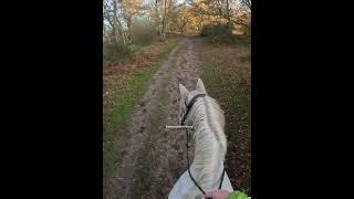 Horse vs 3 off lead unreactive good dogs!   #horse #horseriding #dog #doglover #dogs #gopro