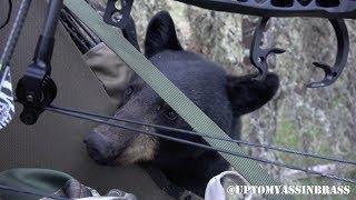 Bear Climbs into Tree Stand with Hunter!