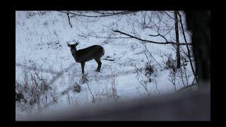 Ma chasse 2023 au chevreuil