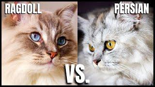 Ragdoll Cat VS. Persian Cat