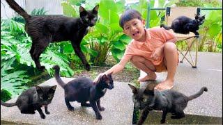 kucing hitam - lagu anak kucing meong - meong