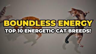 Top 10 Energetic Cat Breeds