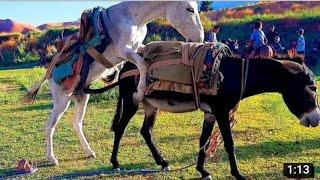 #2 Kuda Pacu Cavalo dengan keledai Gunung Donkey di persimpangan Desa villages