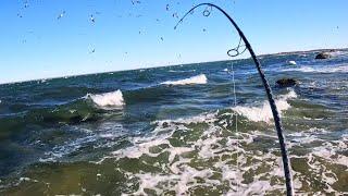 An Evening of Surf Fishing as Fish Hit the Beach at Sunset!