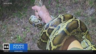 This year's Florida Python Challenge ends Sunday