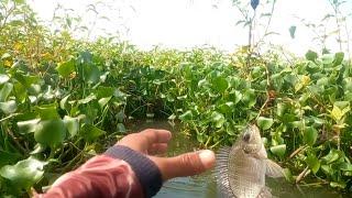 Ciri" Sarang Ikan Tumbuhan Eceng Gondok Jadi Sarang Ikan || Waduk Cengklik Terbaru | Mancing Nyobok