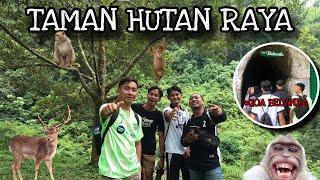 WISATA TAMAN HUTAN RAYA‼️ BANYAK SOBAT OTAN YANG SUKA NGEJAR PENGUNJUNG YANG BAWA MAKANAN