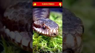 Closeup footage of - Snake cobra is flicking his tongue ll #new #viral #wildlife #animals #ytshorts