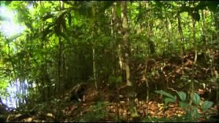 Ray Mears' Bushcraft S01E02 - Solomon