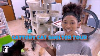 A Look Into The Cattery Cat Shelter (Tour)