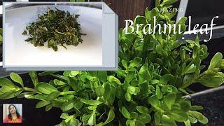 ব্রাহ্মী কেন ঘি দিয়ে তৈরি করে,  How to Use Brahmi shak, Brahmi Leaf medicinal health Benefits