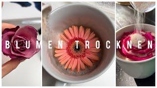 Blumen trocknen Tutorial | Ohne Farbverlust |