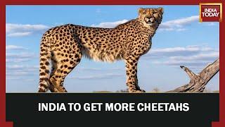 India Inks Pact To Introduce Dozens Of Cheetahs From South Africa Over Next Decade