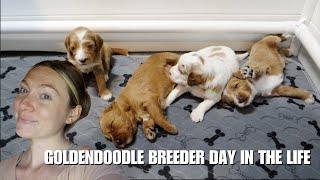 DOG BREEDER DAY IN THE LIFE | CLEANING, LAUNDRY, PUPPY PICTURES & MORE